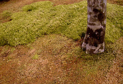 Moss Garden at Hakone Museum