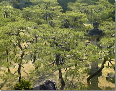 Pine Tree Garden at Yoyokaku Inn