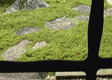 moss from window moss from window