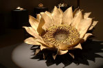 Sunflower by Sugiura Yasuyoshi Sunflower by Sugiura Yasuyoshi