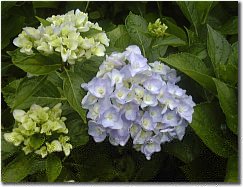 Hydrangea outside home of Yoshisuji Keiji